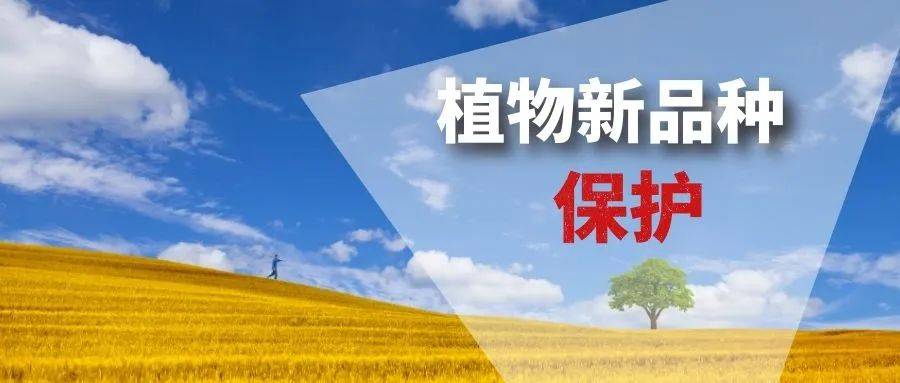 最高法发布第四批人民法院种业知识产权司法保护典型案例